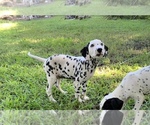 Small Photo #18 Dalmatian Puppy For Sale in MERRITT IS, FL, USA