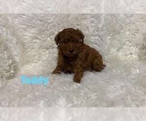 Poodle (Toy) Puppy for sale in CAMPBELLSVILLE, KY, USA