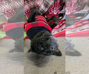 Mars Bar - Male Mutt Dog for Adoption - Photo #5