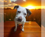 Small Photo #8 Pointer-Unknown Mix Puppy For Sale in Alexander, AR, USA