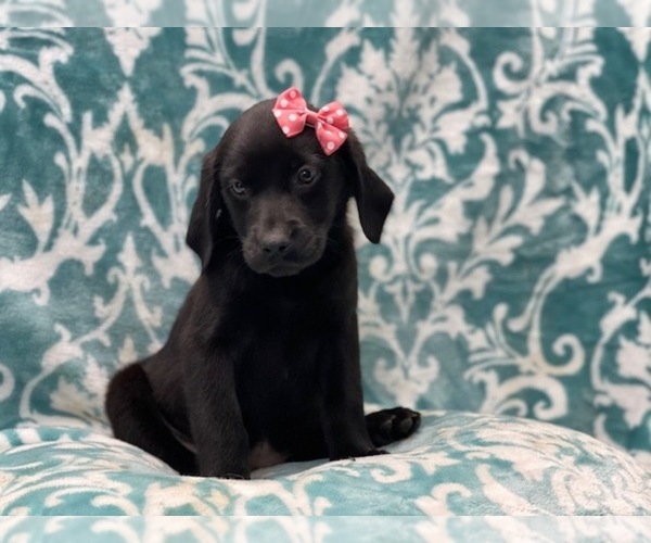 Medium Photo #7 Labrador Retriever Puppy For Sale in LAKELAND, FL, USA