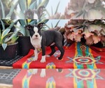 Small #2 Boston Terrier
