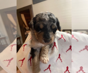 Aussiedoodle Dog for Adoption in LEXINGTON, Georgia USA