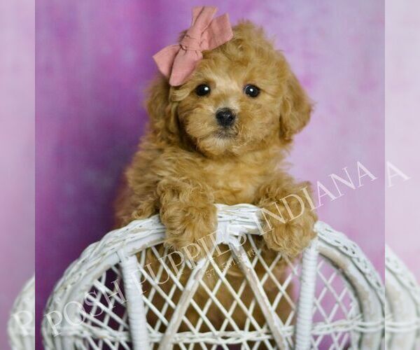 Medium Photo #7 Poodle (Toy) Puppy For Sale in WARSAW, IN, USA