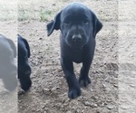 Small #11 Labrador Retriever