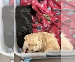 Small #4 Poodle (Toy)