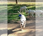 Small Photo #33 Dogo Argentino Puppy For Sale in BEAUMONT, CA, USA