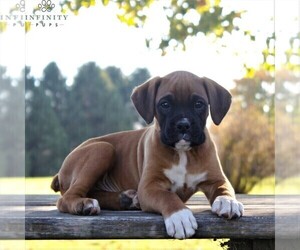 Boxer Puppy for sale in GORDONVILLE, PA, USA