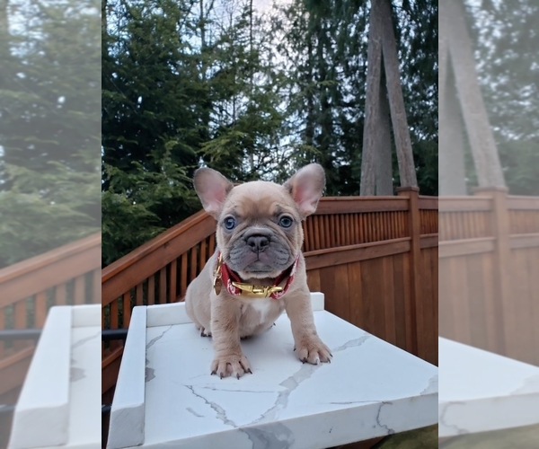 Medium Photo #2 French Bulldog Puppy For Sale in BAKERVIEW, WA, USA