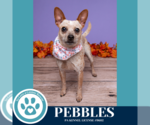 Small #6 Chihuahua Mix
