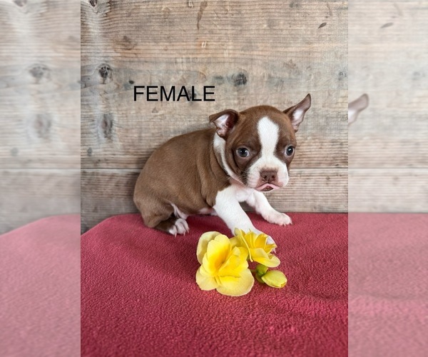 Medium Photo #12 Boston Terrier Puppy For Sale in VERMONTVILLE, MI, USA
