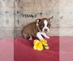 Small #11 Boston Terrier