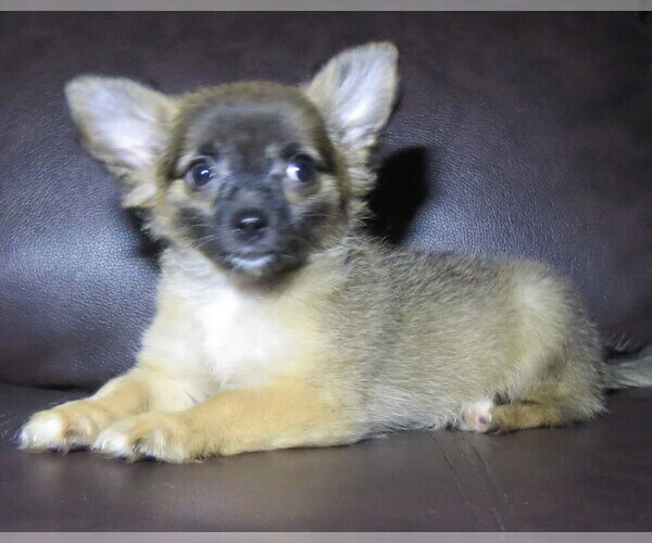 Medium Photo #13 Chihuahua Puppy For Sale in HAYES, VA, USA