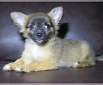 Small #12 Chihuahua