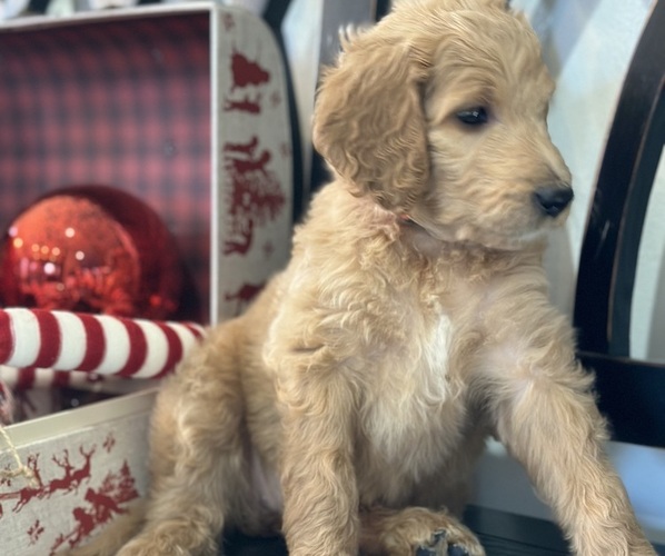 Medium Photo #7 Goldendoodle Puppy For Sale in DAWSONVILLE, GA, USA
