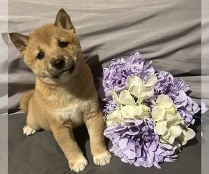 Shiba Inu Puppy for sale in BLOOMSBURG, PA, USA