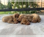 Small #4 German Shorthaired Pointer-Vizsla Mix