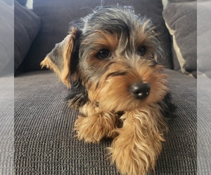 Yorkshire Terrier Puppy for sale in PLACITAS, NM, USA