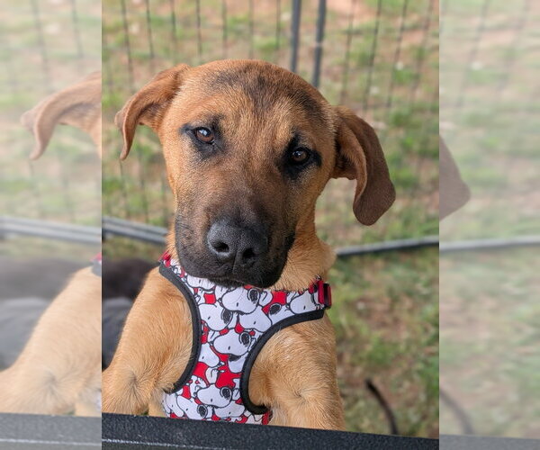 Medium Photo #9 Boxador Puppy For Sale in garner, NC, USA
