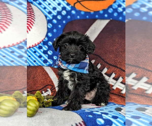Medium Photo #1 YorkiePoo Puppy For Sale in OXFORD, PA, USA
