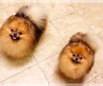 Small Photo #1 Pomeranian Puppy For Sale in RESEDA, CA, USA