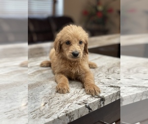 Goldendoodle Puppy for sale in TAMPA, FL, USA