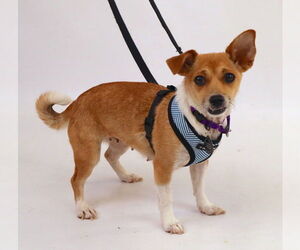 Rat-Cha Dogs for adoption in Princeton, MN, USA