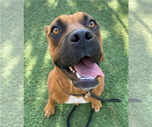 Denali - Female Mutt Dog for Adoption - Photo #3