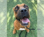 Small Photo #3 Mutt Puppy For Sale in Lakewood, CO, USA