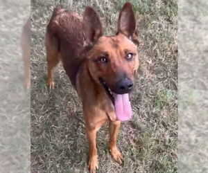 Mutt Dogs for adoption in Riverside, CA, USA