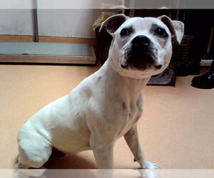Mutt Dogs for adoption in Martinez, CA, USA