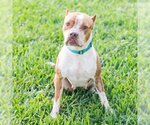 Small #4 American Pit Bull Terrier