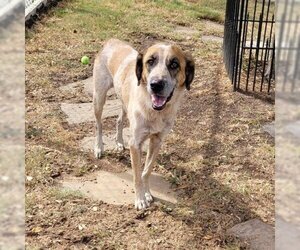Mutt Dogs for adoption in Galveston, TX, USA