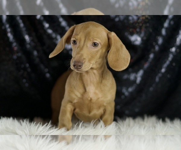 Medium Photo #4 Dachshund Puppy For Sale in WARSAW, IN, USA