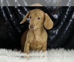 Small #3 Dachshund