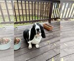Small Photo #2 Basset Hound Puppy For Sale in Carrollton, TX, USA