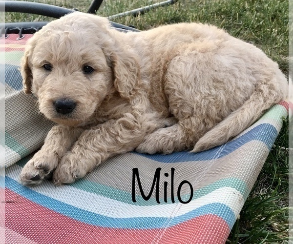 Medium Photo #1 Goldendoodle Puppy For Sale in COBURG, OR, USA
