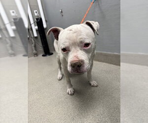 Mutt Dogs for adoption in Las Vegas, NV, USA