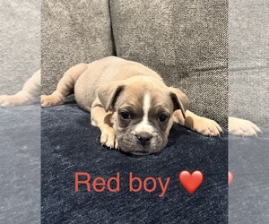 French Bulloxer Puppy for sale in KENT, WA, USA