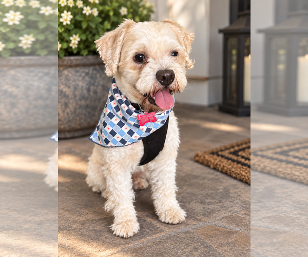 Medium Photo #4 Maltipoo (Miniature) Puppy For Sale in San Diego, CA, USA