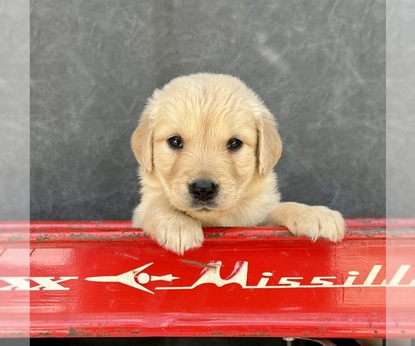 Medium Photo #13 Golden Retriever Puppy For Sale in OCALA, FL, USA