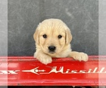 Small #12 Golden Retriever