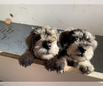 Small Photo #7 Schnauzer (Miniature) Puppy For Sale in MURFREESBORO, TN, USA