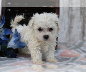 Poochon Puppy for sale in SHILOH, OH, USA