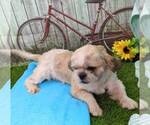 Small Photo #1 Shih Tzu Puppy For Sale in ARTHUR, IL, USA