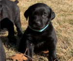 Small Photo #9 Labrador Retriever Puppy For Sale in ATHENS, GA, USA