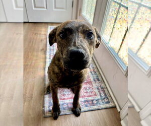 Tank (Darla's litter) - Male American Staffordshire Terrier-German Shepherd Dog Mix Dog for Adoption - Photo #7