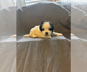 ShihPoo Puppy for sale in DALLAS, TX, USA