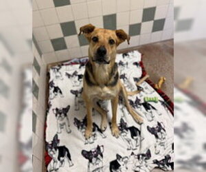 German Shepherd Dog Dogs for adoption in Salinas, CA, USA