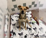 Xena - Female German Shepherd Dog Dog for Adoption - Small photo
